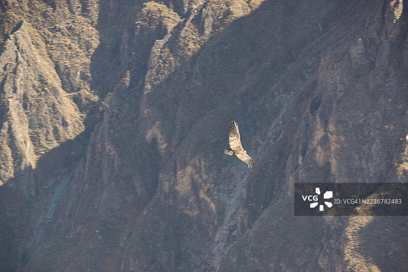 安第斯神鹰在科尔卡峡谷（秘鲁）上空飞翔。图片素材