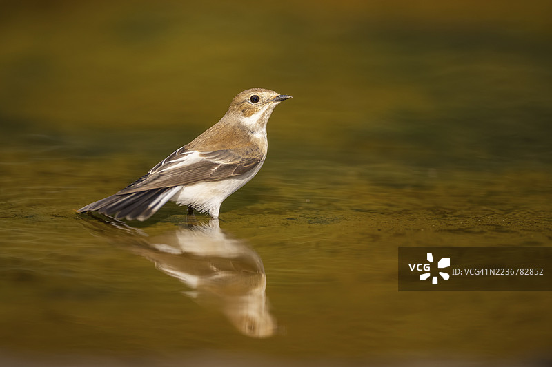 欧洲黑头蜡嘴雀(Ficedula hypoleuca)在西班牙加泰罗尼亚索尔索纳的水池中洗澡图片素材
