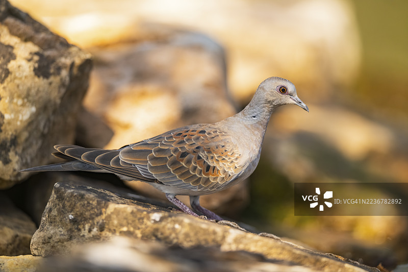 欧洲斑鸠(Streptopelia turtur)栖息在岩石上,西班牙加泰罗尼亚省索尔索纳的皮诺斯图片素材