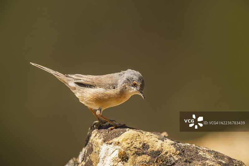 西方亚高山莺(Curruca iberiae)栖息在岩石上,西班牙加泰罗尼亚省索尔索纳的皮诺斯。图片素材