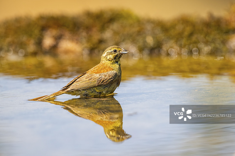 黄鹀(Emberiza citrinella)在水池旁,西班牙加泰罗尼亚省索尔索纳的皮诺斯图片素材