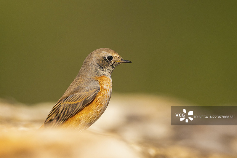 红start (Phoenicurus phoenicurus) 雄性坐在岩石上,位于西班牙加泰罗尼亚索尔索纳的皮诺斯。图片素材