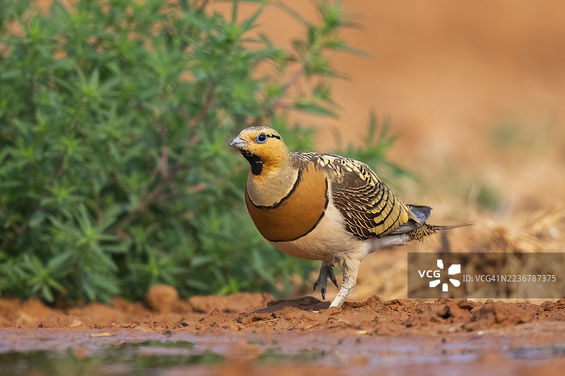 西班牙阿拉贡萨拉戈萨贝奇特农田水塘边的马可波罗雀(Pterocles alchata)图片素材