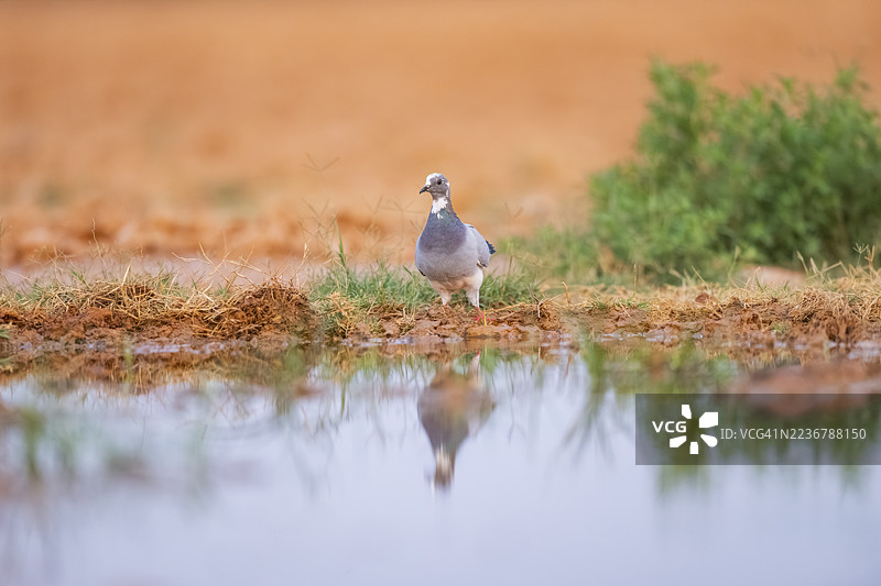 西班牙萨拉戈萨省莫雷利亚（Belchite）农田水塘中的岩鸽（家鸽）图片素材