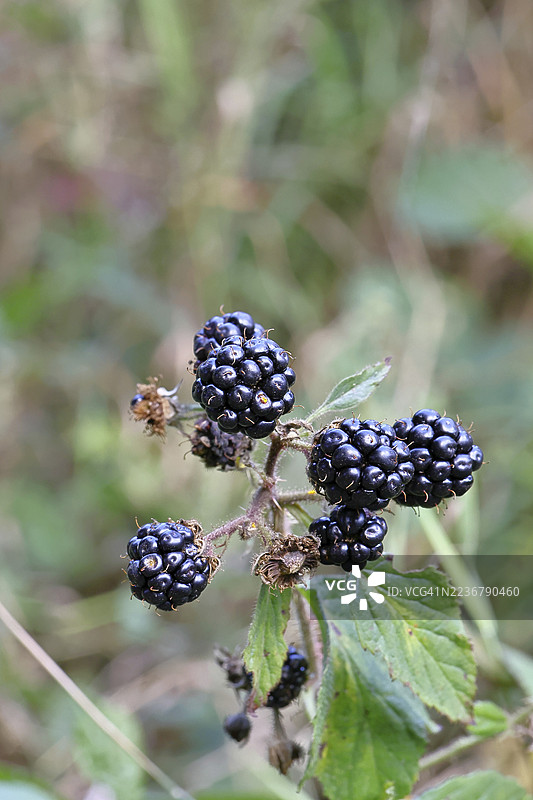 黑莓（悬钩子属），森林灌木丛中的成熟果实，威尔恩斯多夫，北莱茵-威斯特法伦州，德国图片素材
