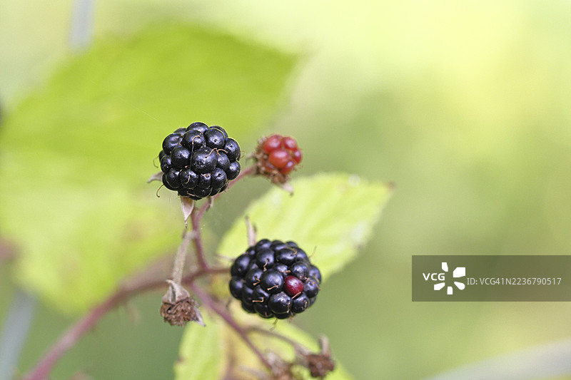 黑莓（刺莓），森林中灌木丛上的成熟果实，德国北莱茵-威斯特法伦州威尔恩斯多夫图片素材