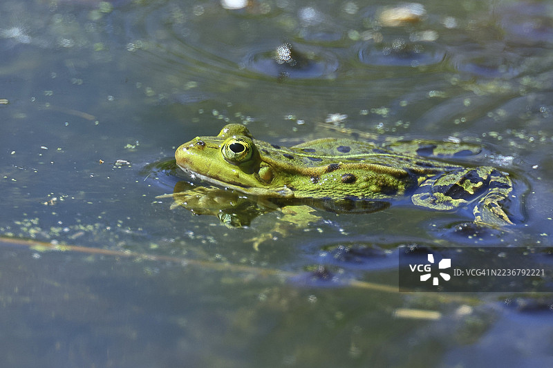 德国巴登-符腾堡州瓦格豪森瓦格巴赫低地自然保护区,在繁殖水域中的食用蛙(Pelophylax esculentus)图片素材