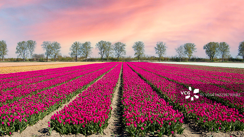 荷兰乡村下，绚丽的粉色郁金香田野在戏剧性的日落天空中绽放。图片素材