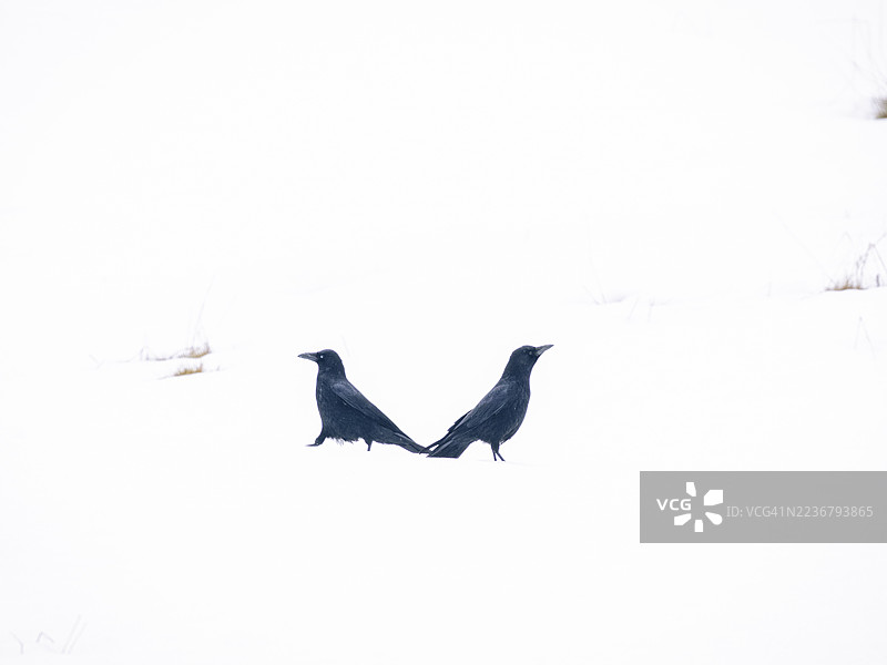 两只黑乌鸦站在广阔的白雪覆盖的景观上图片素材