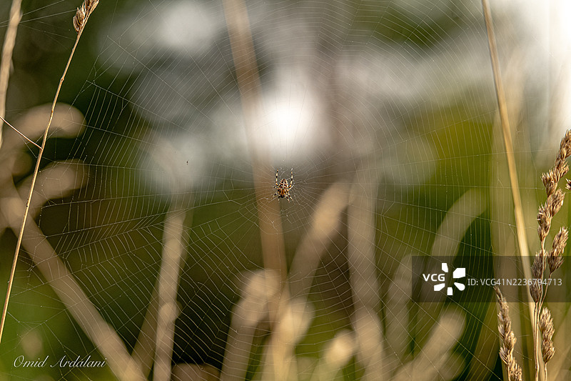 精美的网状结构上的蜘蛛特写，周围环绕着自然的绿色和棕色叶子，展示了自然的微妙平衡图片素材