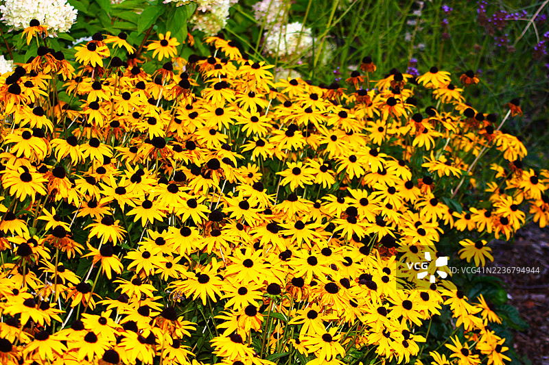 生机勃勃的黑眼苏珊花在郁郁葱葱的花园中盛开，展现大自然的美丽。图片素材