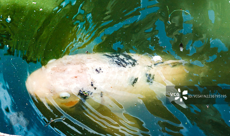 高角度视图的锦鲤在宁静的池塘中游泳图片素材