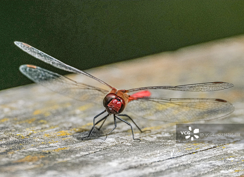 一张特写照片，画面中一只色彩鲜艳的红色蜻蜓，翅膀精致，停歇在一处饱经风霜的木质表面上。图片素材