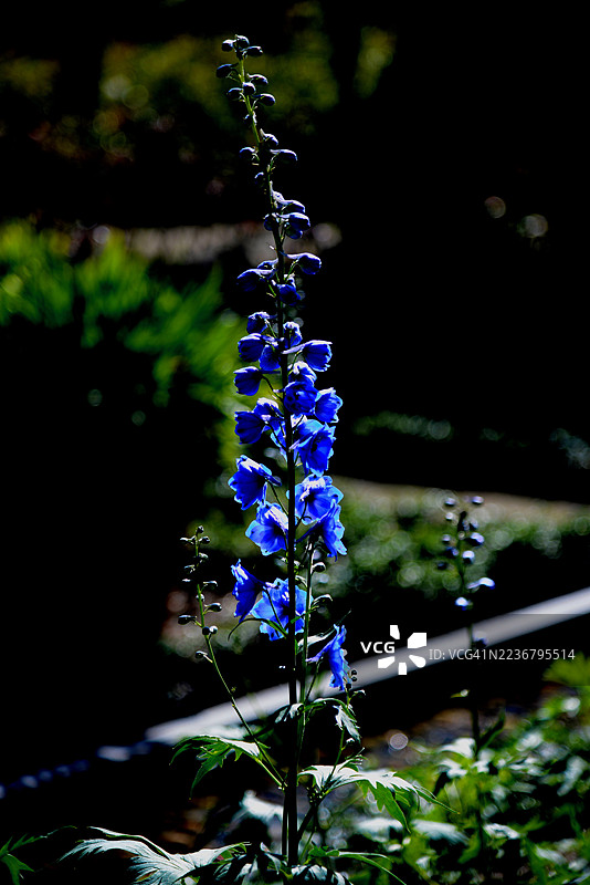 特写镜头，一株充满活力的紫色开花植物，背景为深色。图片素材