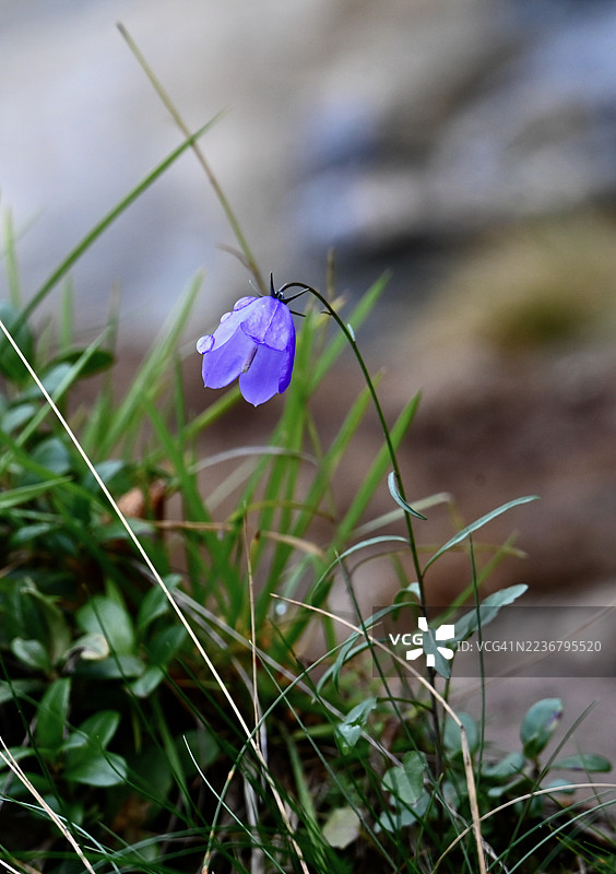 特写镜头：一朵充满活力的紫色番红花，带着雨滴， nestled in a field of green grass.图片素材