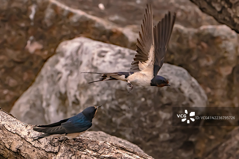 两只燕子互动，一只在空中飞翔，另一只栖息在岩石背景的树枝上。图片素材