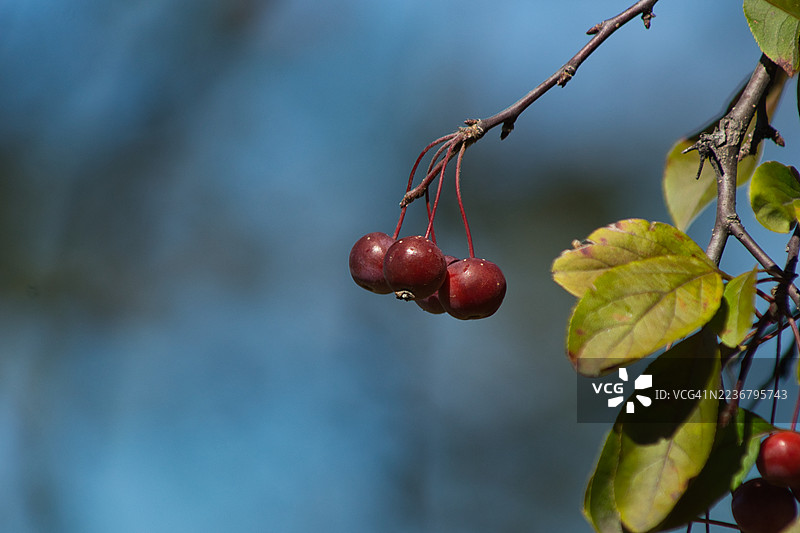 鲜艳红色的浆果在树枝上挂着，背景是柔和的蓝色。图片素材