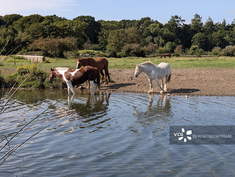 野马在阳光明媚的日子里，在宁静的池塘中降温，背景是郁郁葱葱的树木。图片素材