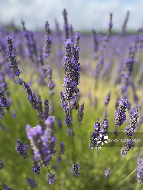 阳光明媚的田野中盛开的鲜艳紫色薰衣草花的特写视图图片素材