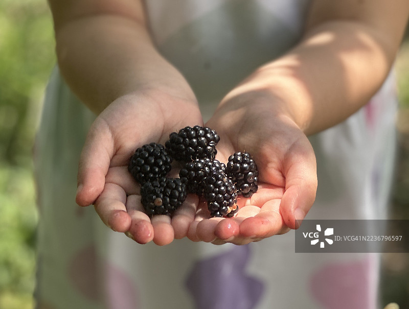 阳光明媚的户外，孩子的小手捧着刚摘下的成熟黑莓。图片素材