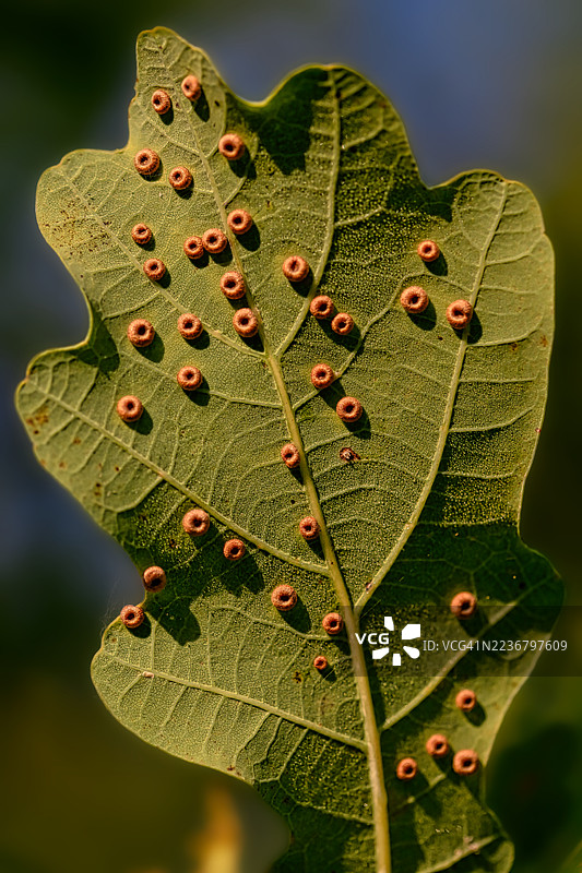 特写镜头展示了橡树叶上异常的增生，可能是虫瘿，在自然光下拍摄。图片素材