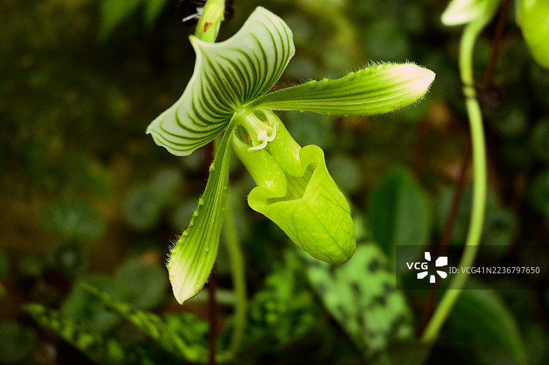 特写一株充满活力的绿色兰花，上面有复杂的图案图片素材