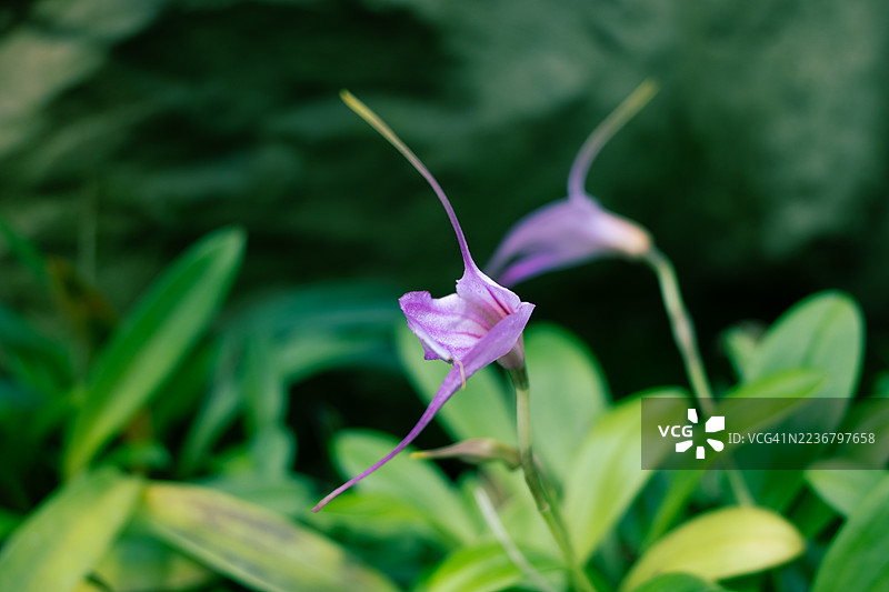 特写一株精致的粉色开花植物，叶子为绿色，置于自然环境中。图片素材