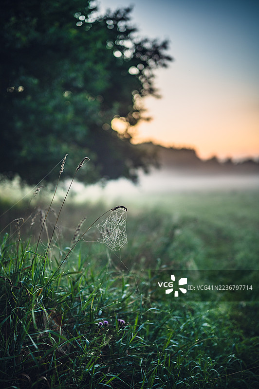 黎明时分，薄雾笼罩的田野里，一张布满露珠的精致蜘蛛网的特写。图片素材