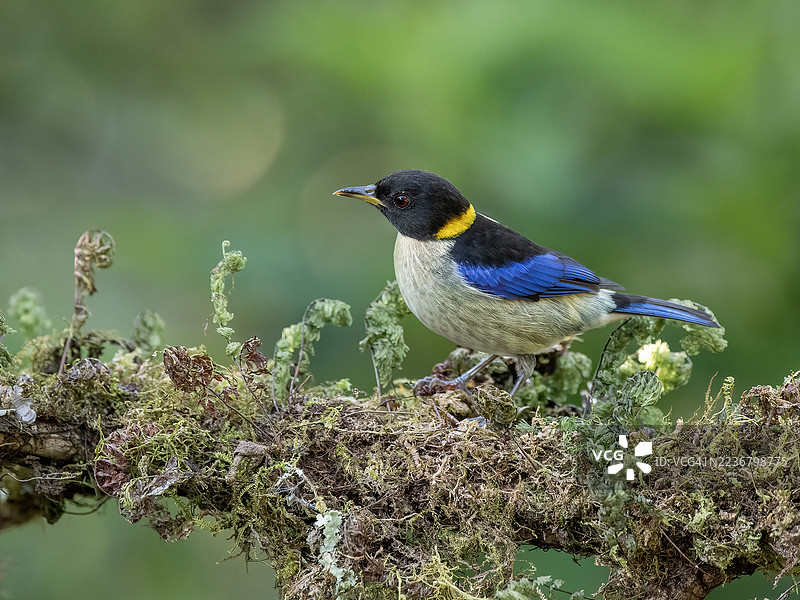 栖息在自然栖息地的鲜艳金头雀栖息在苔藓覆盖的树枝上图片素材