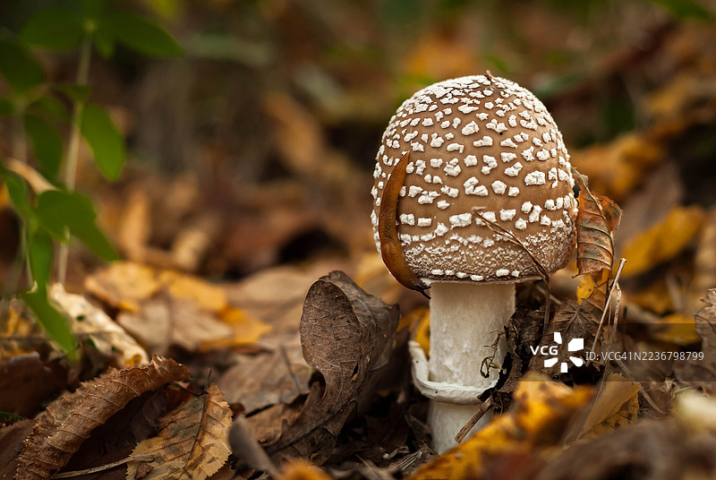 近距离拍摄一只棕色带白色斑点的蘑菇，它生长在覆盖着秋叶的森林地面上，一只蛞蝓正爬行在它的菌盖上。图片素材
