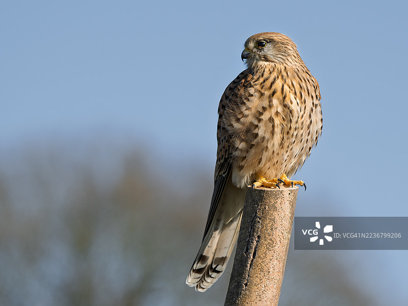 一只小苍鹰栖息在木桩上，背景是晴朗的蓝天。图片素材