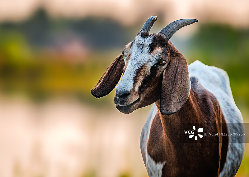 一只棕白相间的山羊，长着角和长耳朵，侧头望向一旁，背景柔和模糊。图片素材