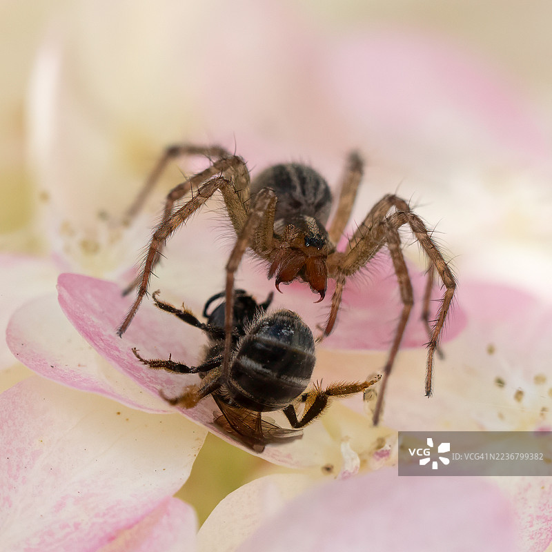 特写镜头展示了一只蜘蛛在娇嫩的粉色花瓣上捕食蜜蜂，展现了自然的戏剧性。图片素材