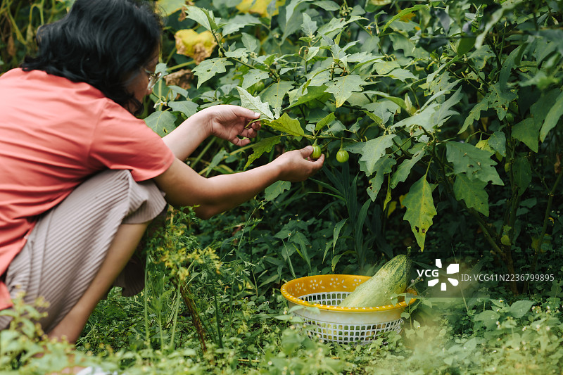 女性在郁郁葱葱的农场采摘新鲜浆果，展示可持续农业和健康生活方式图片素材