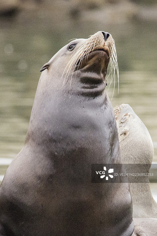 加州海狮雌性特写图片素材