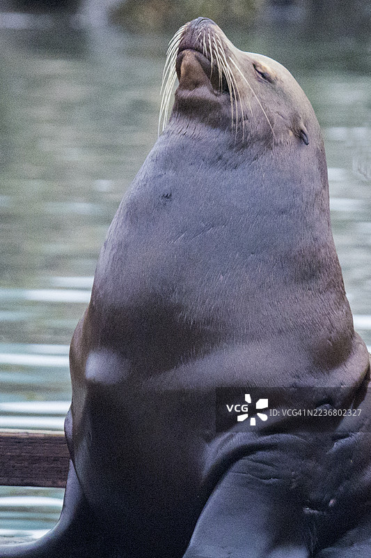 加州海狮雄性特写图片素材