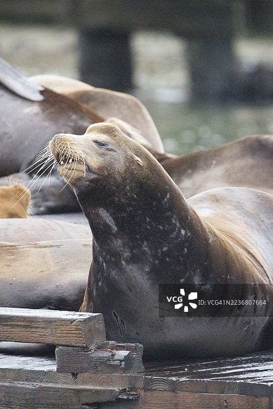 加州海狮雄性在码头上休息的特写镜头图片素材
