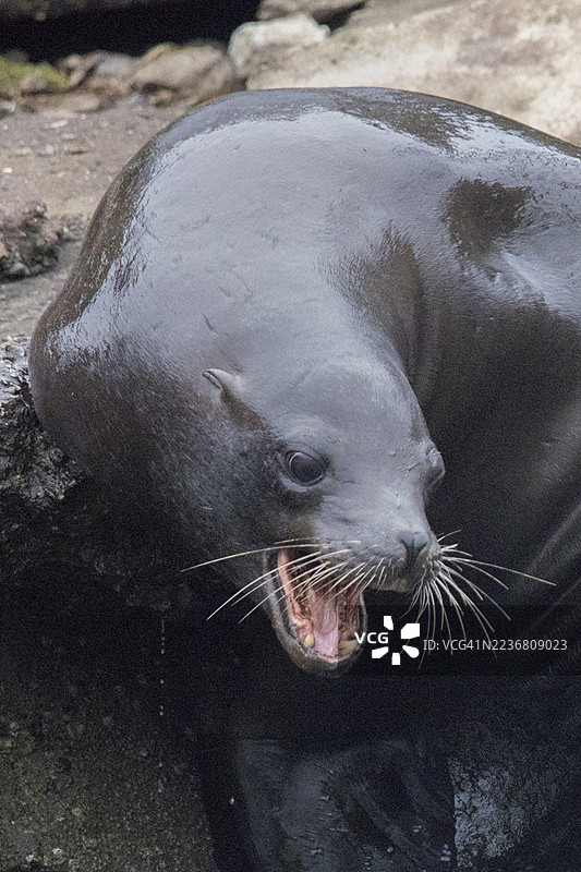 加州海狮张嘴特写图片素材