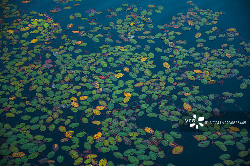 温哥华岛的自然风光图片素材