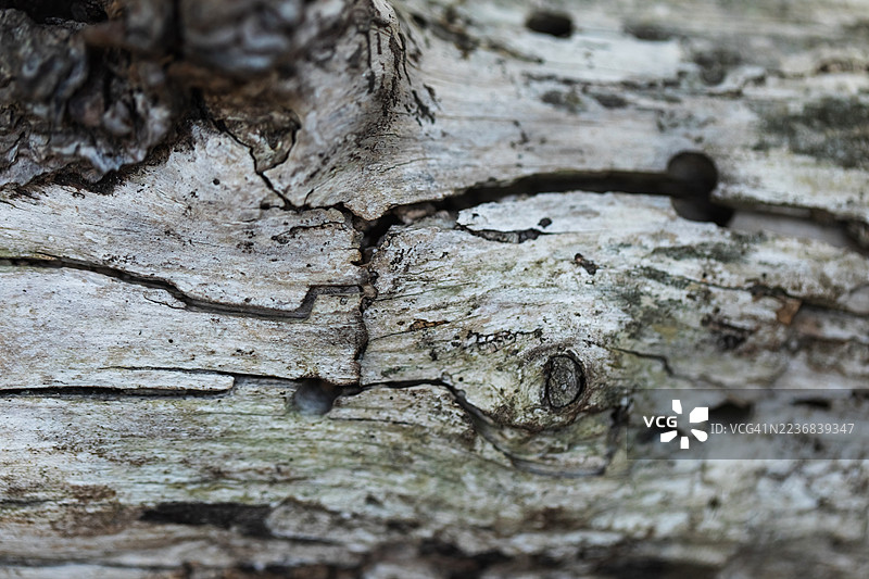 宁静森林场景中，布满裂纹树皮和苔藓纹理的饱经风霜的原木图片素材