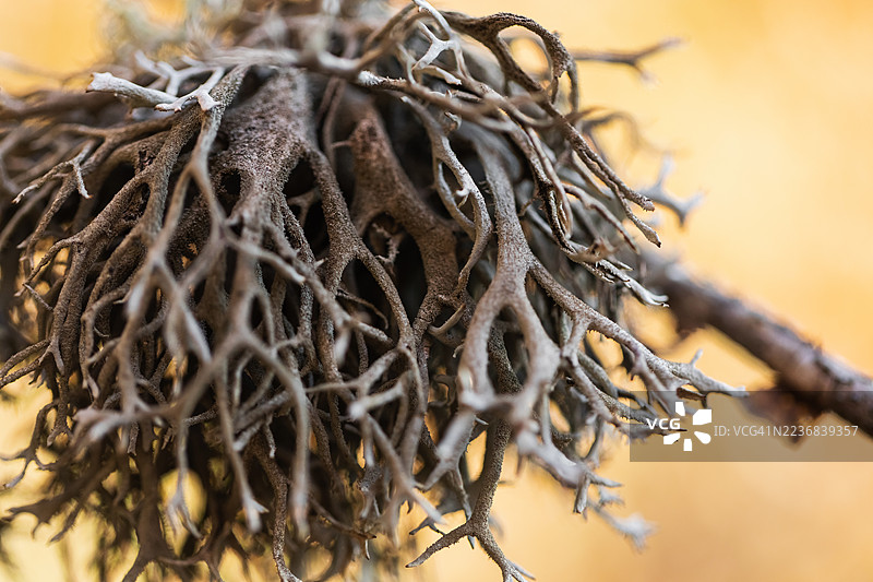 宏观特写：树枝上的灰色地衣，展现出精细的自然纹理和交错的细枝图片素材