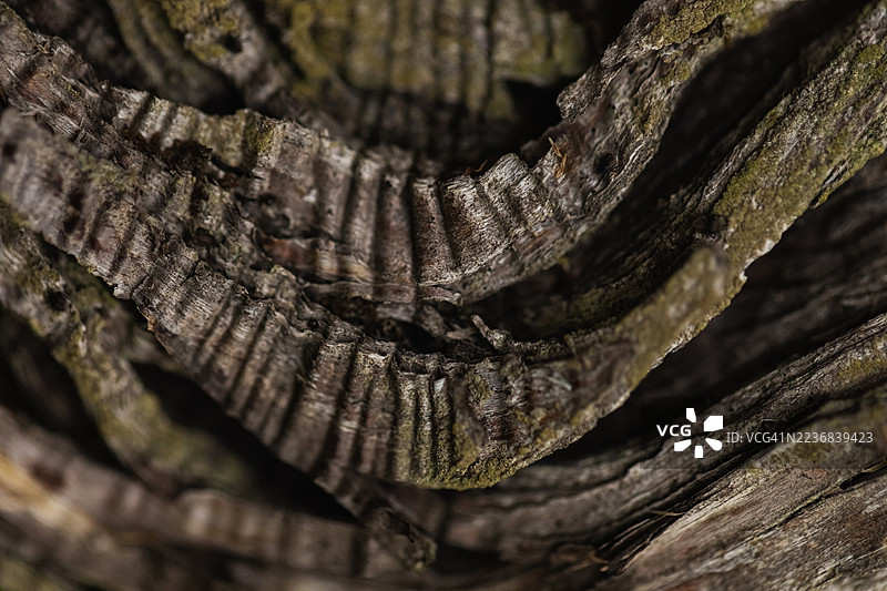 长满苔藓和纹理的饱经风霜的树皮纹理特写图片素材