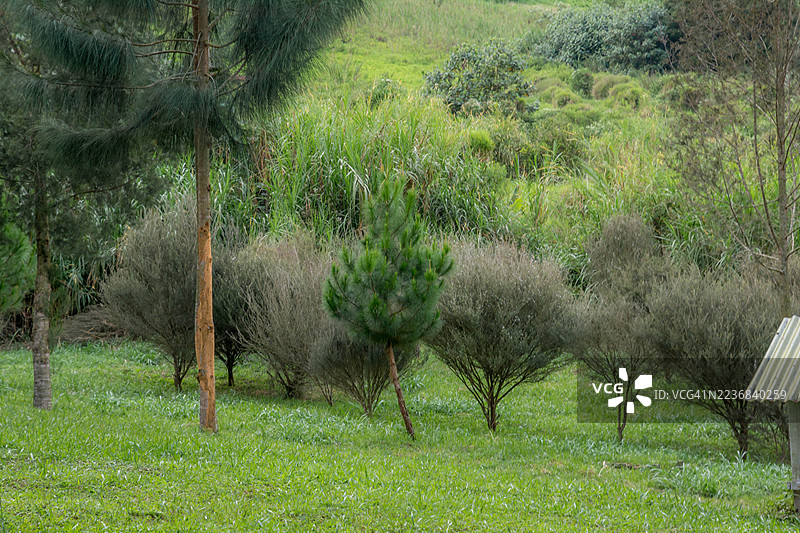 茶树（ Leptospermum scoparium ）丛中的一棵松树图片素材