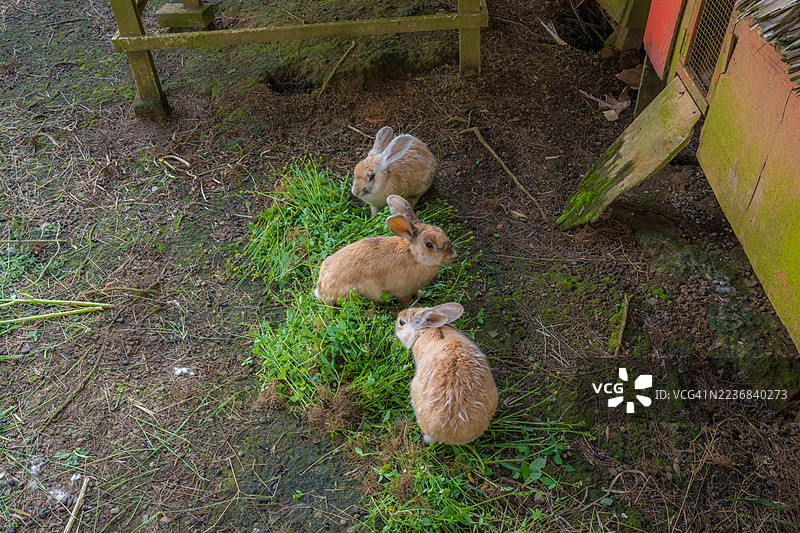 小兔子在吃草图片素材