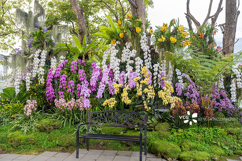 冬季或春季的一座兰花园中的兰花。图片素材