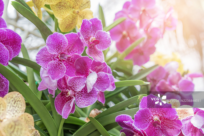 冬季或春季的一座兰花园中的兰花。图片素材