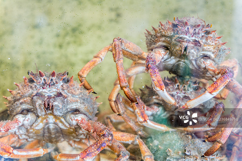 欧洲蜘蛛蟹 (Maja squinado)图片素材