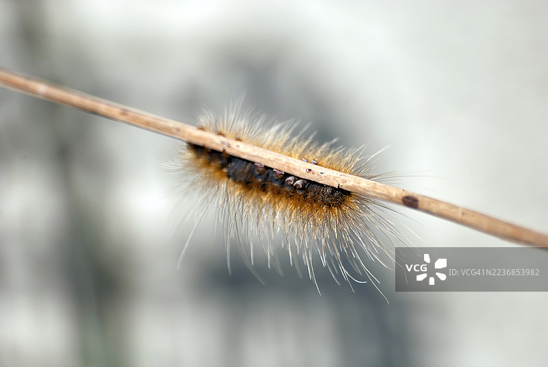一只身上有深色条纹和橙色斑纹的粗毛毛虫特写。图片素材