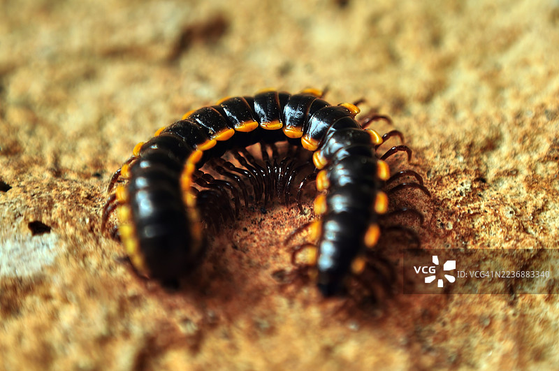 一只千足虫的特写，身体为黑色分节，边缘带有黄橙色标记。图片素材