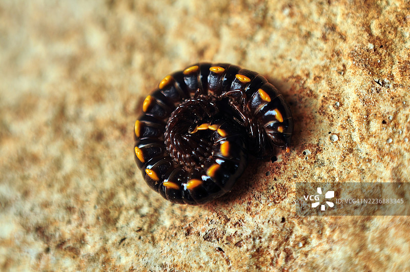 一只近距离拍摄的千足虫，身体呈黑色分节，边缘带有黄橙色标记。图片素材